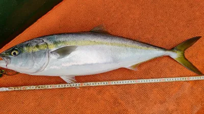 清家渡船の2023年2月12日(日)3枚目の写真