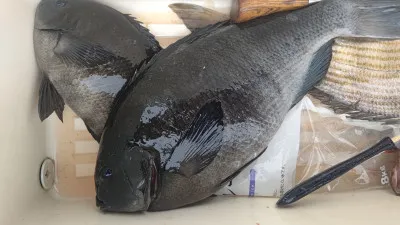 清家渡船の2023年2月23日(木)3枚目の写真