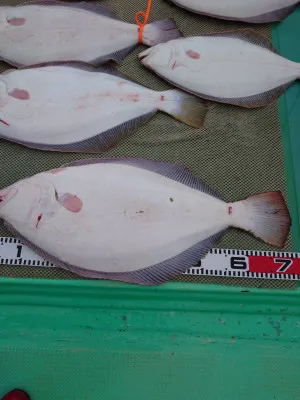 安延遊漁 建鳳丸の2023年2月23日(木)4枚目の写真