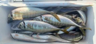 Fishing MOLA MOLAの2023年2月23日(木)2枚目の写真