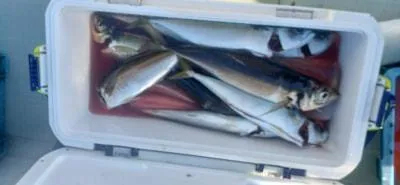 Fishing MOLA MOLAの2023年2月23日(木)4枚目の写真