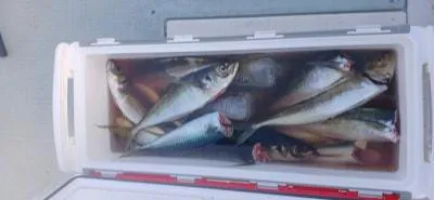 Fishing MOLA MOLAの2023年2月23日(木)5枚目の写真
