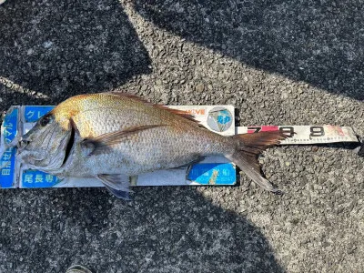 川端渡船の2023年2月25日(土)3枚目の写真