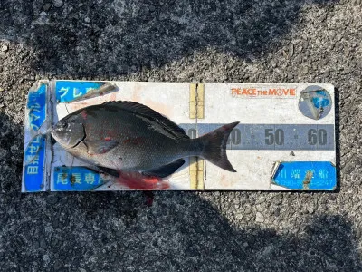 川端渡船の2023年2月25日(土)4枚目の写真