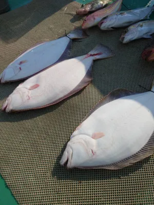 安延遊漁 建鳳丸の2023年2月25日(土)3枚目の写真