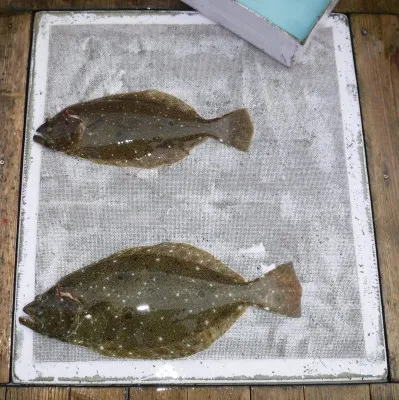 敏栄丸の2023年2月23日(木)2枚目の写真