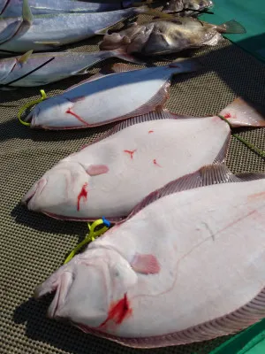 安延遊漁 建鳳丸の2023年2月26日(日)3枚目の写真