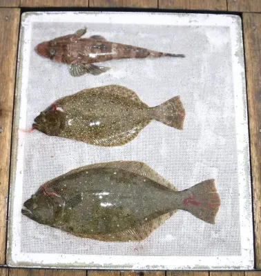 敏栄丸の2023年3月1日(水)2枚目の写真