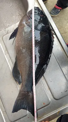 清家渡船の2023年3月4日(土)3枚目の写真