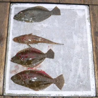 敏栄丸の2023年3月5日(日)2枚目の写真