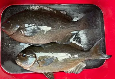 乙島丸の2023年3月9日(木)2枚目の写真