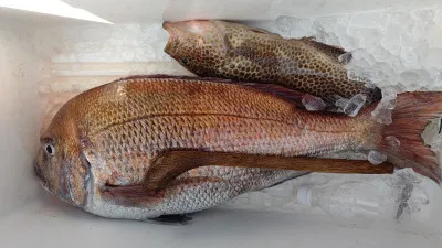 清家渡船の2023年3月11日(土)2枚目の写真