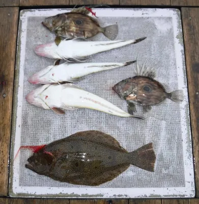 敏栄丸の2023年3月12日(日)1枚目の写真