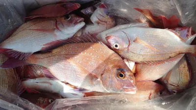 大盛丸の2023年3月15日(水)1枚目の写真