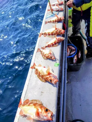 光海丸の2023年3月15日(水)3枚目の写真