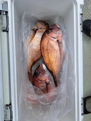 釣り船くわだの2023年3月17日(金)1枚目の写真