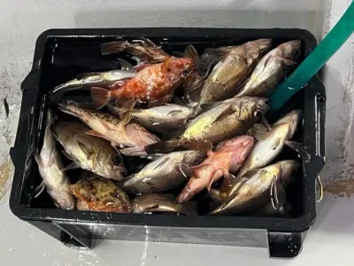 小川釣具（彗星マリン）の2023年3月16日(木)1枚目の写真