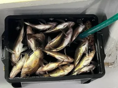 小川釣具（彗星マリン）の2023年3月16日(木)2枚目の写真