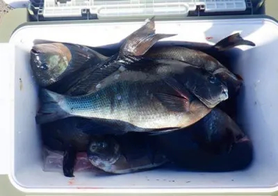 丸銀釣りセンターの2023年3月18日(土)4枚目の写真