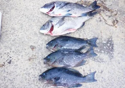 丸銀釣りセンターの2023年3月20日(月)5枚目の写真