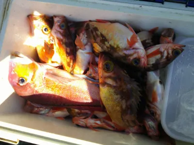 ゆたか丸の2023年3月19日(日)1枚目の写真