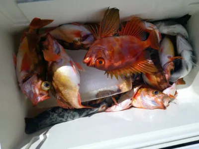 ゆたか丸の2023年3月19日(日)3枚目の写真