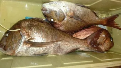 浜吉丸の2023年2月19日(日)5枚目の写真