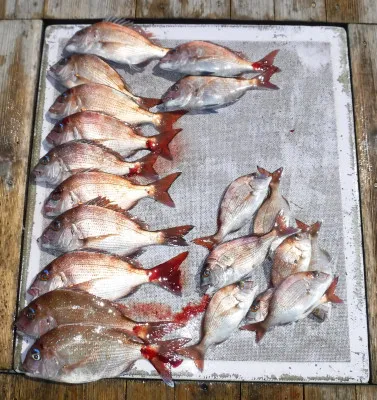 敏栄丸の2023年3月19日(日)3枚目の写真