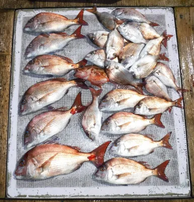 敏栄丸の2023年3月20日(月)2枚目の写真