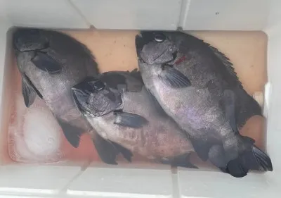 乙島丸の2023年3月21日(火)3枚目の写真