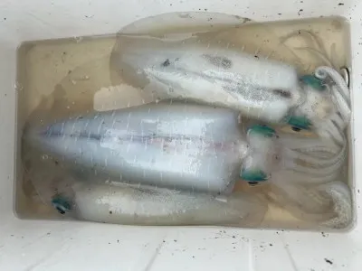 乙島丸の2023年3月21日(火)4枚目の写真