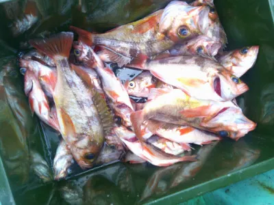 ゆたか丸の2023年3月21日(火)4枚目の写真