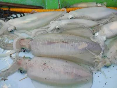 正徳丸の2023年3月24日(金)5枚目の写真