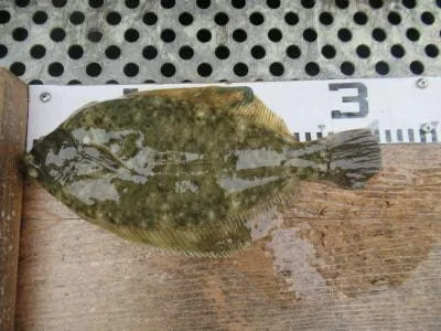 金丸渡船の2023年3月25日(土)2枚目の写真