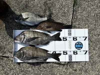 川端渡船の2023年3月30日(木)1枚目の写真