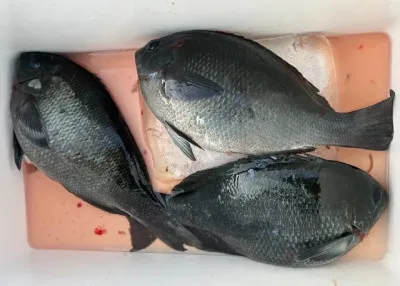 乙島丸の2023年3月30日(木)4枚目の写真