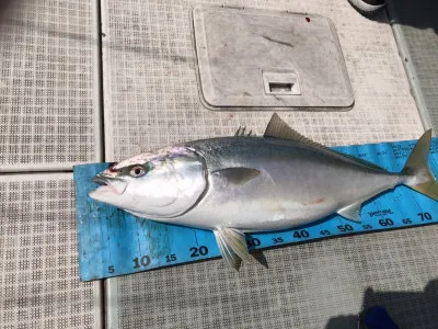 ARCADIA SALTWATER SERVICEの2023年4月1日(土)5枚目の写真