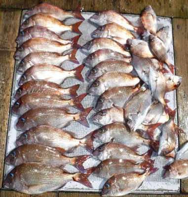 敏栄丸の2023年4月1日(土)1枚目の写真