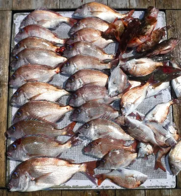 敏栄丸の2023年4月1日(土)2枚目の写真