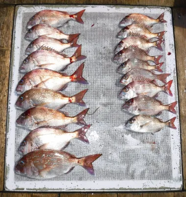 敏栄丸の2023年4月2日(日)2枚目の写真