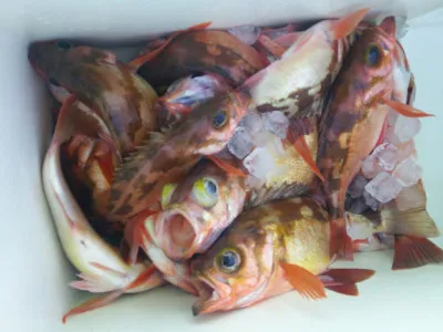 ゆたか丸の2023年3月29日(水)2枚目の写真