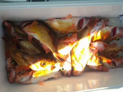 ゆたか丸の2023年3月29日(水)3枚目の写真