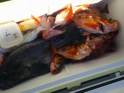 ゆたか丸の2023年3月29日(水)4枚目の写真