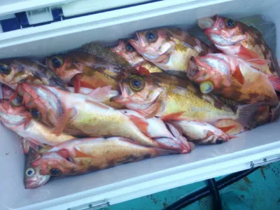 ゆたか丸の2023年4月2日(日)3枚目の写真