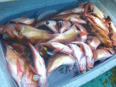 ゆたか丸の2023年4月2日(日)4枚目の写真