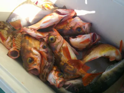 ゆたか丸の2023年4月2日(日)5枚目の写真