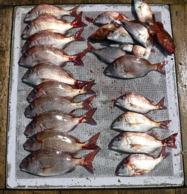 敏栄丸の2023年4月3日(月)1枚目の写真