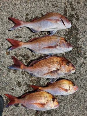 富士丸の2023年4月5日(水)4枚目の写真