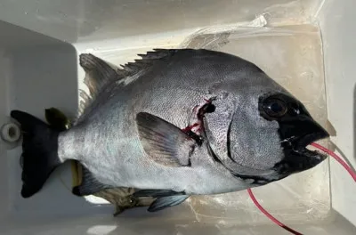 乙島丸の2023年4月11日(火)2枚目の写真