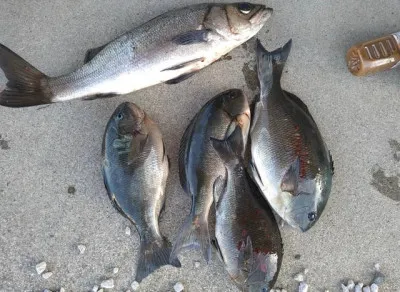 乙島丸の2023年4月11日(火)4枚目の写真